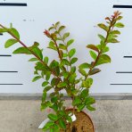 Myrta krepová (Lagerstroemia indica) ‘PETITE ORCHIDEE’ - výška 30-50 cm, kont. C2L